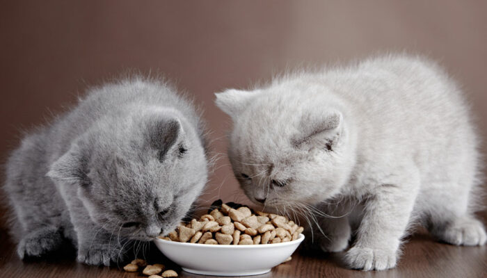 5 Nutrients to Include in Healthy Cat Treats