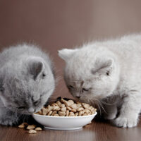 5 Nutrients to Include in Healthy Cat Treats