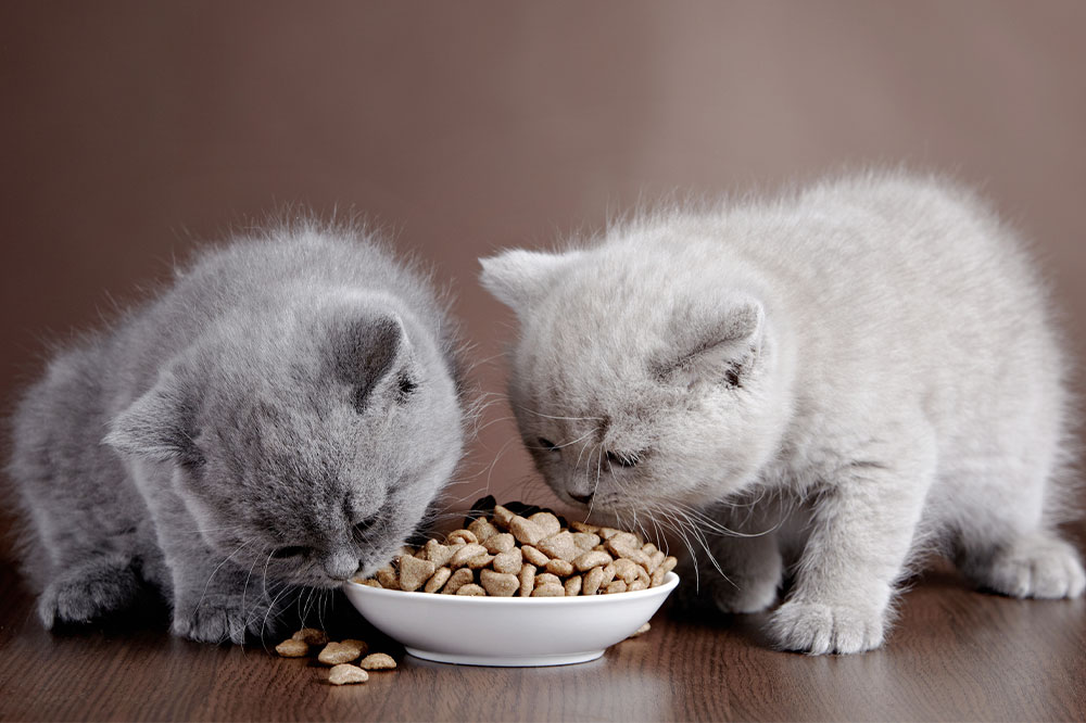 5 Nutrients to Include in Healthy Cat Treats