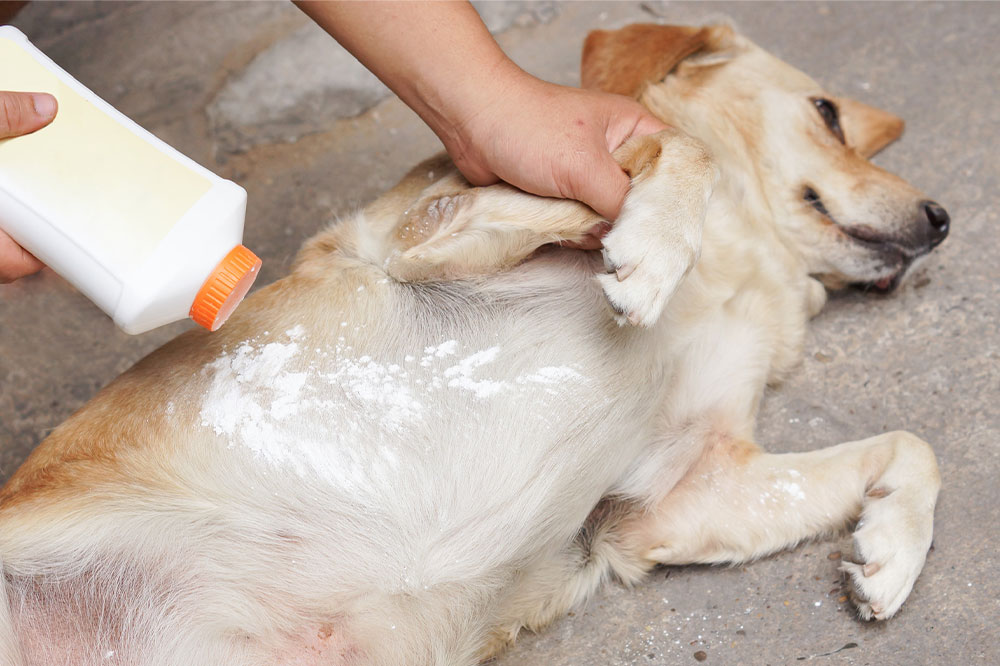 5 Useful Tick and Flea Remedies for Dogs