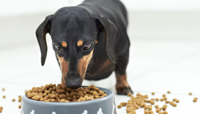 6 Human Foods That Can Prove Fatal to Pets