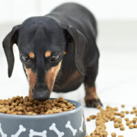 6 Human Foods That Can Prove Fatal to Pets