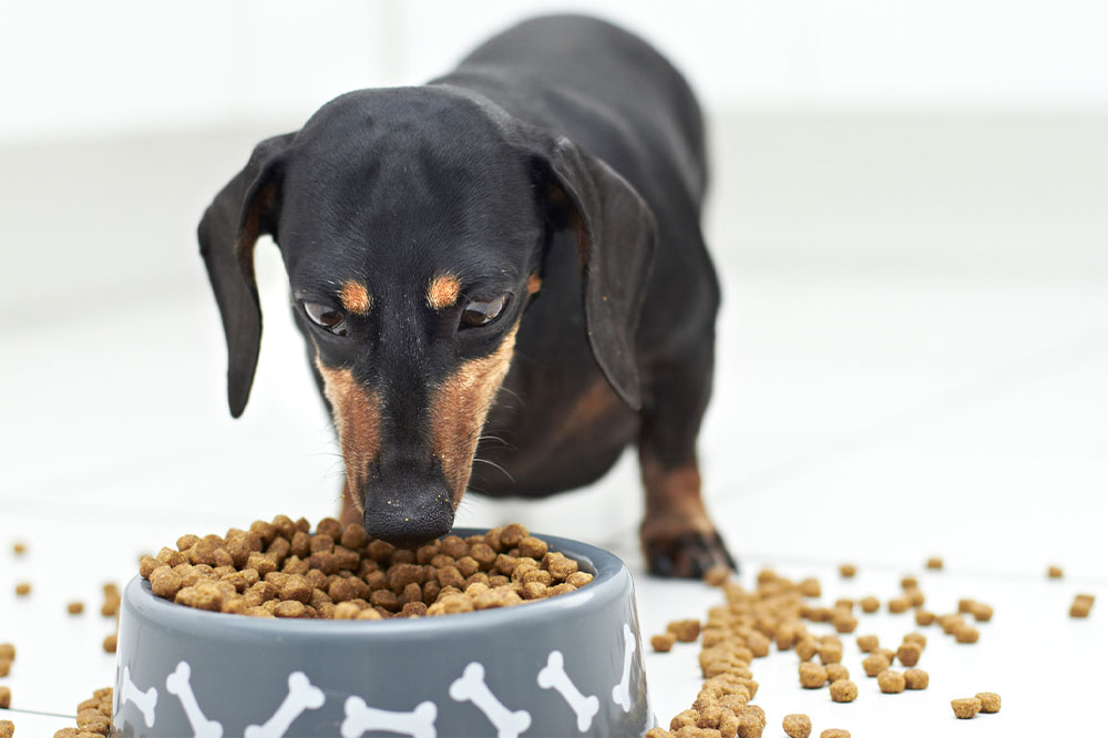 6 Human Foods That Can Prove Fatal to Pets